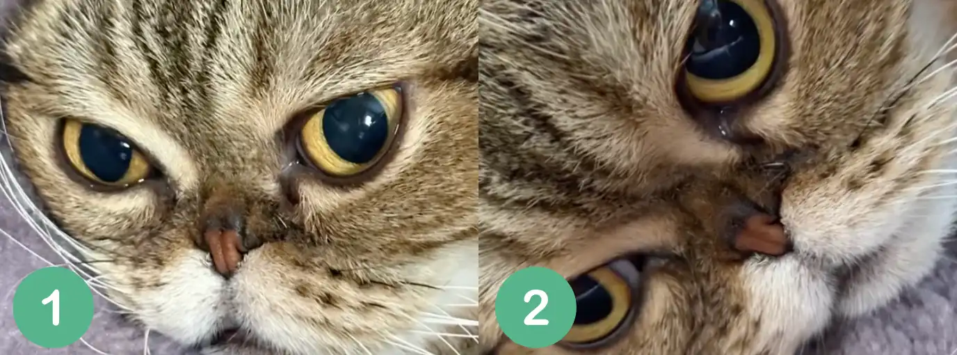 Kedi Burun Genişletme Ameliyatı