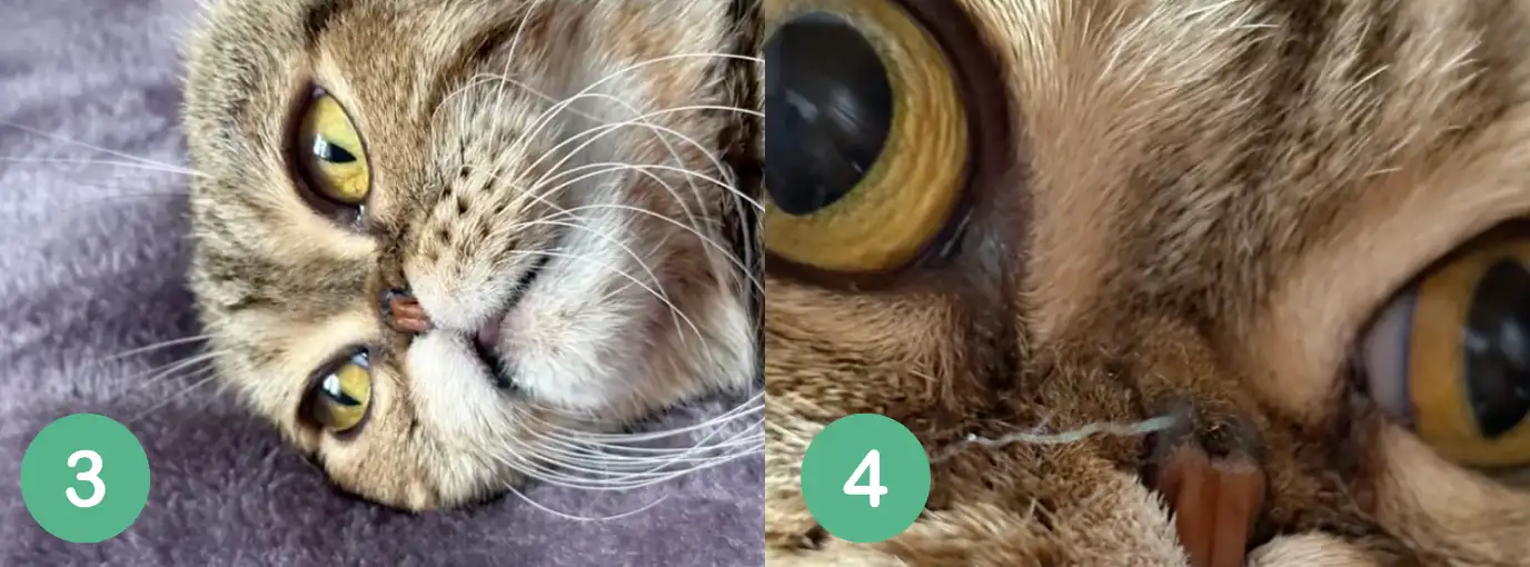 Kedi Burun Genişletme Ameliyatı