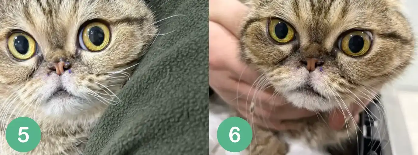Kedi Burun Genişletme Ameliyatı